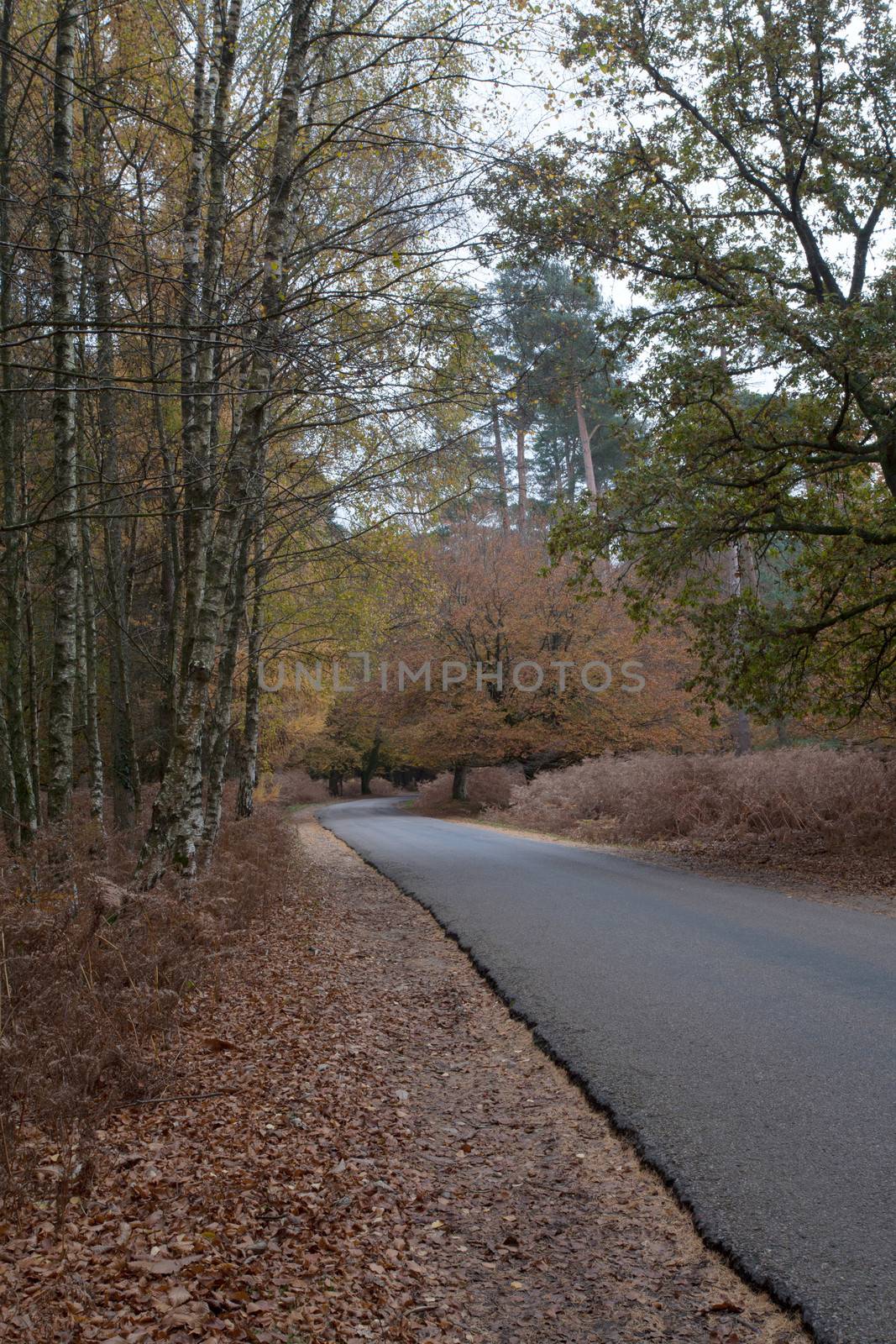 Road leads through the New Forest in autumn in Hampshire south England