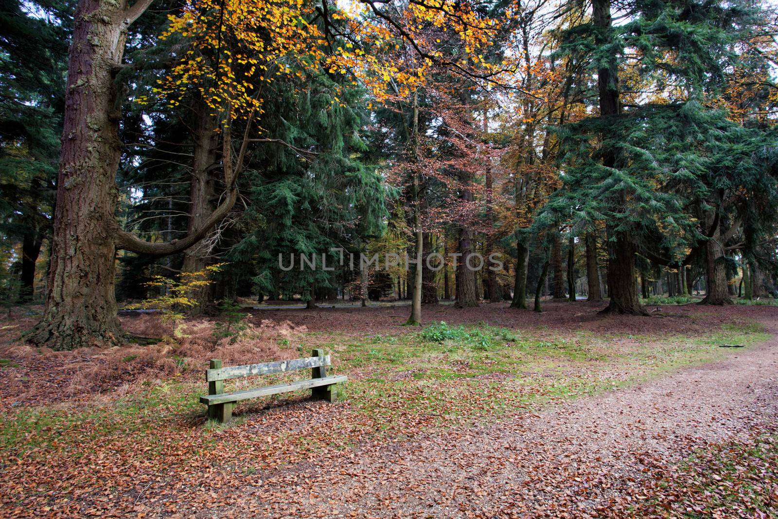 Tranquil seated area in the autumn forset by olliemt