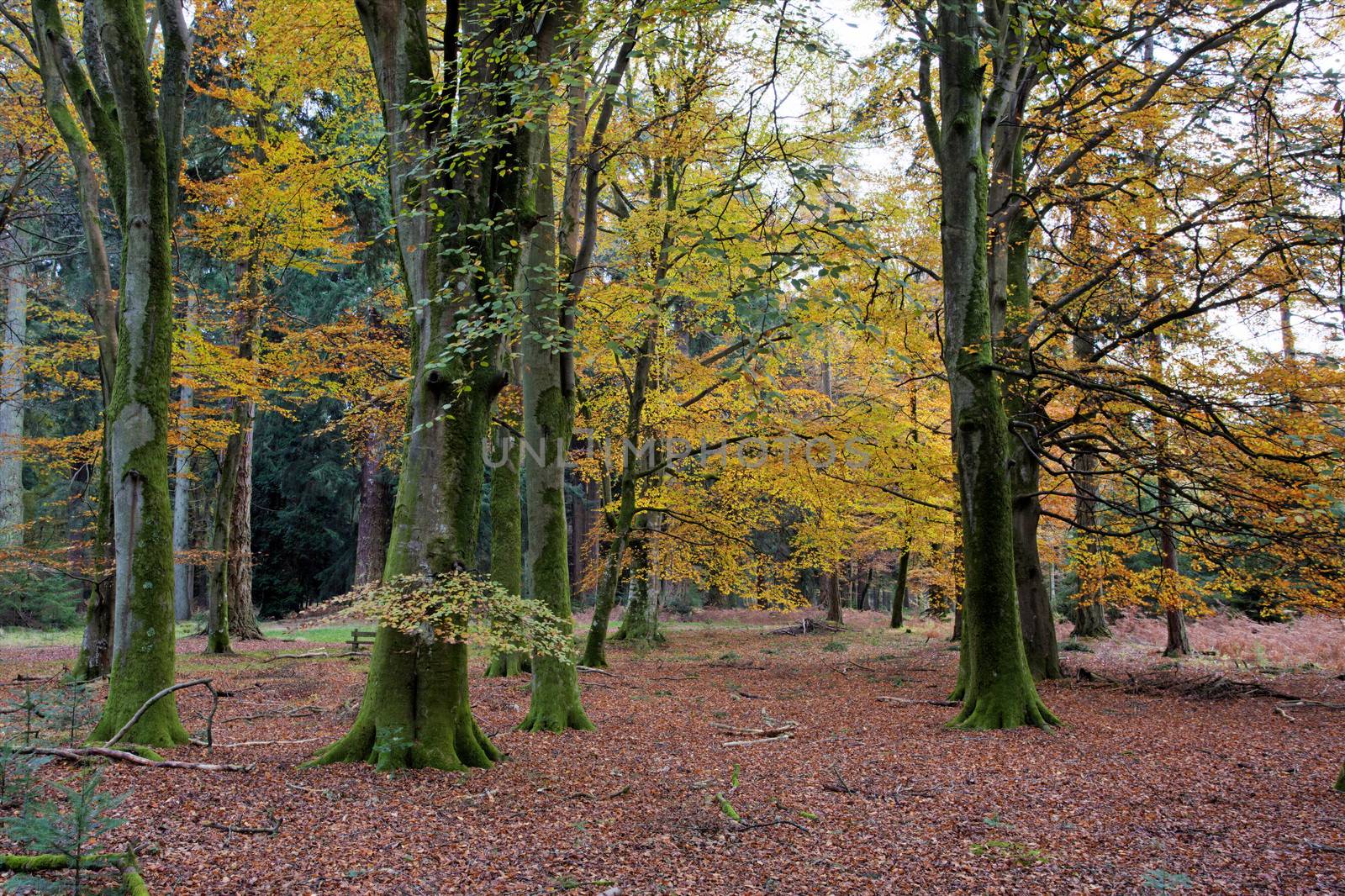 Autumn colours in the New Forest in Hampshire south England