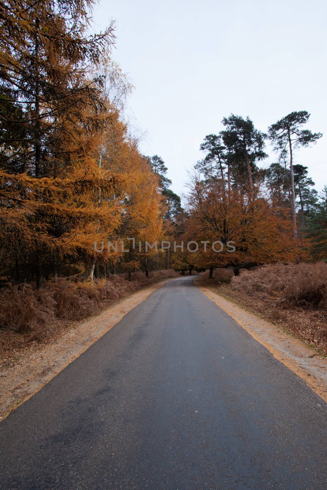 Road leads through the New Forest in autumn in Hampshire south England