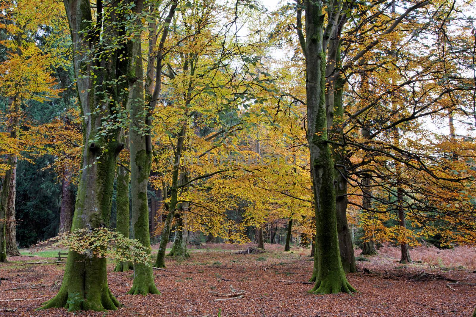 The New Forest in Autumn by olliemt