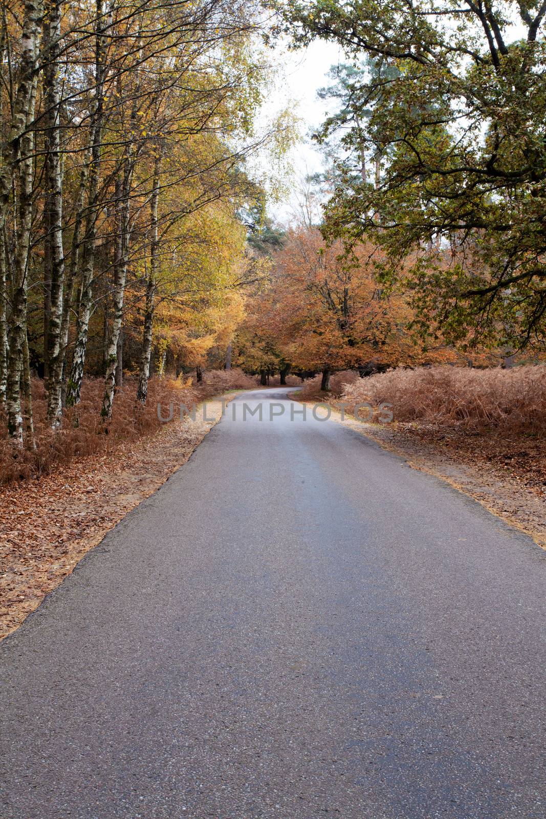 Road leads through the New Forest in autumn in Hampshire south England