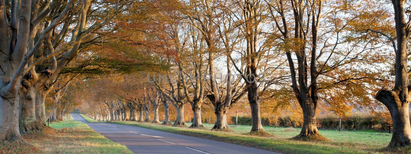 Trees lining the road to Blanford and Wimborne in Dorset