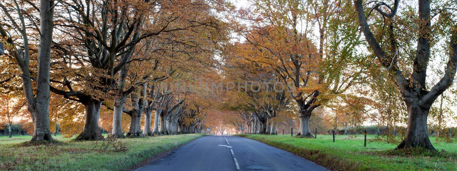 Trees lining the road to Blanford and Wimborne in Dorset