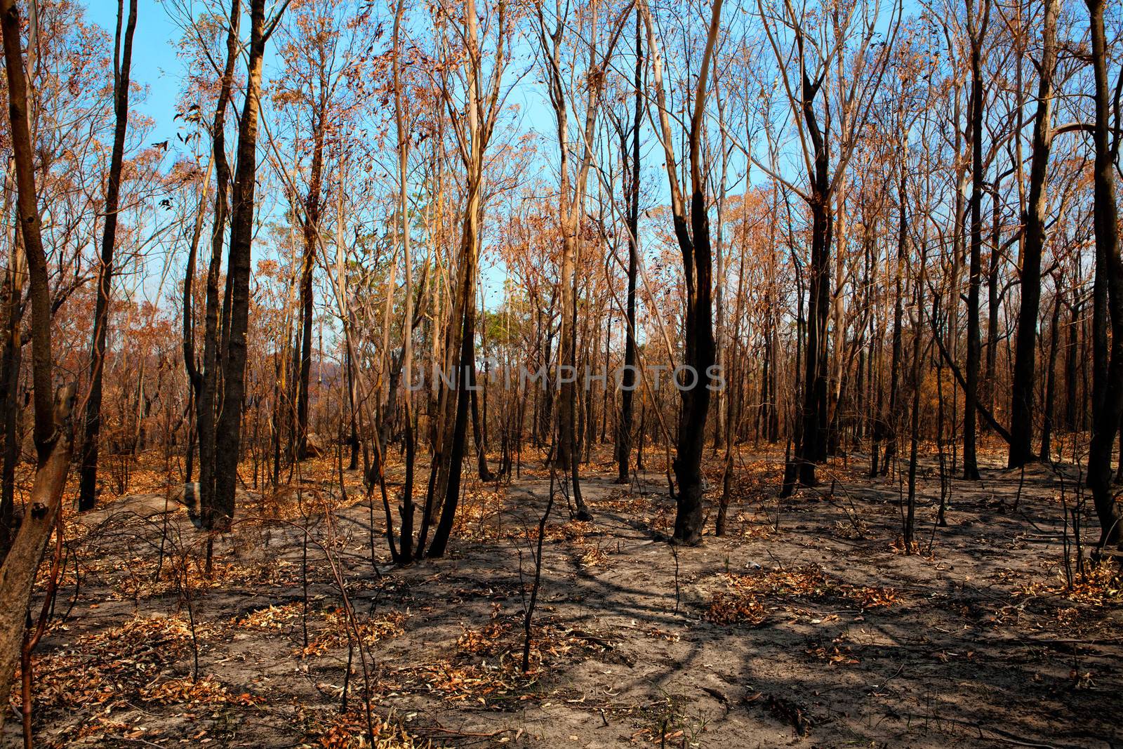 Blackened trees and fallen leaves are all that remain after bushfire obliterates all undergrowth and scrub exposing the bare dirt.