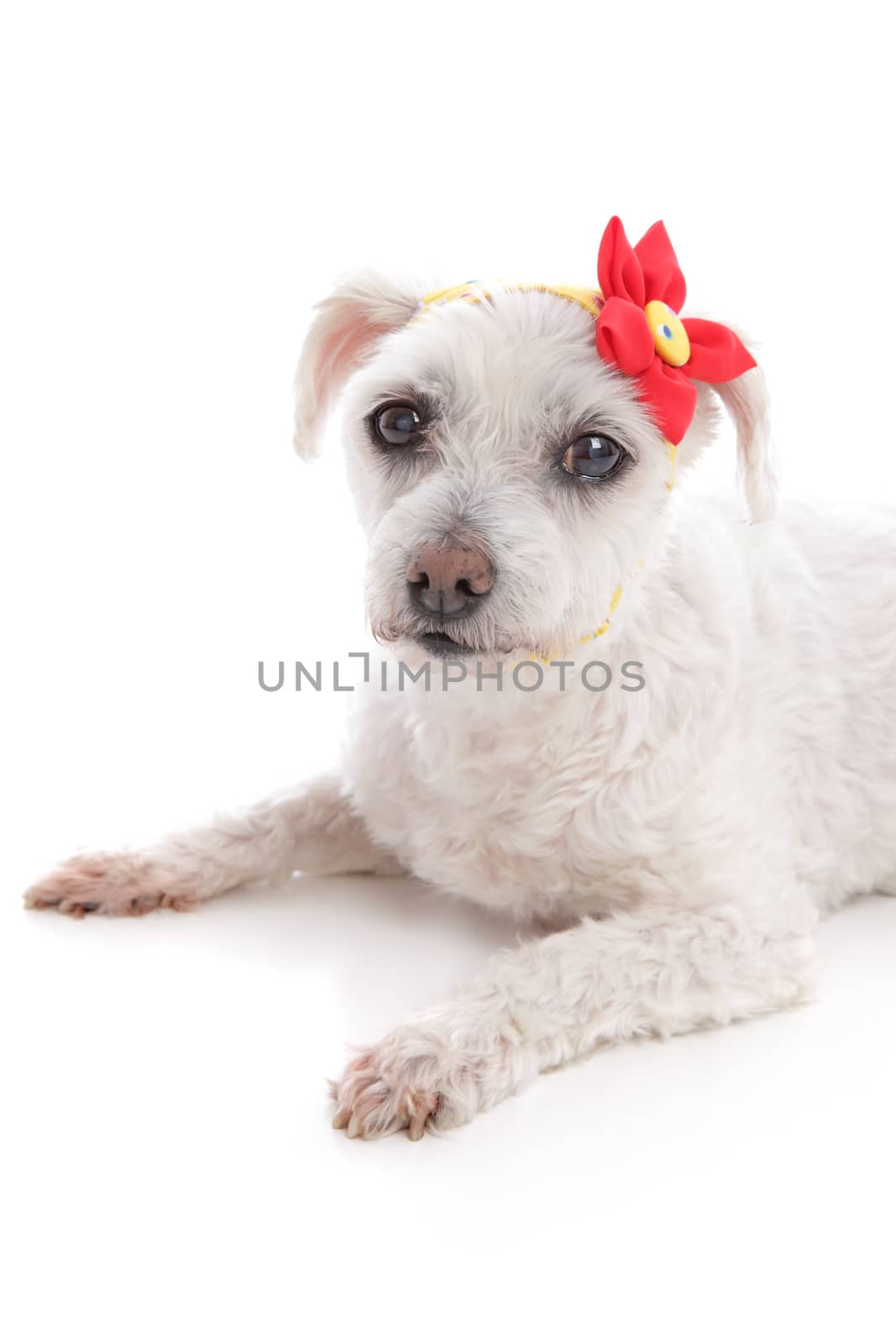 Small little white maltese terrier lying down.  Wearing a yellow bandana scarf with a decorative red and yellow flower.  White background