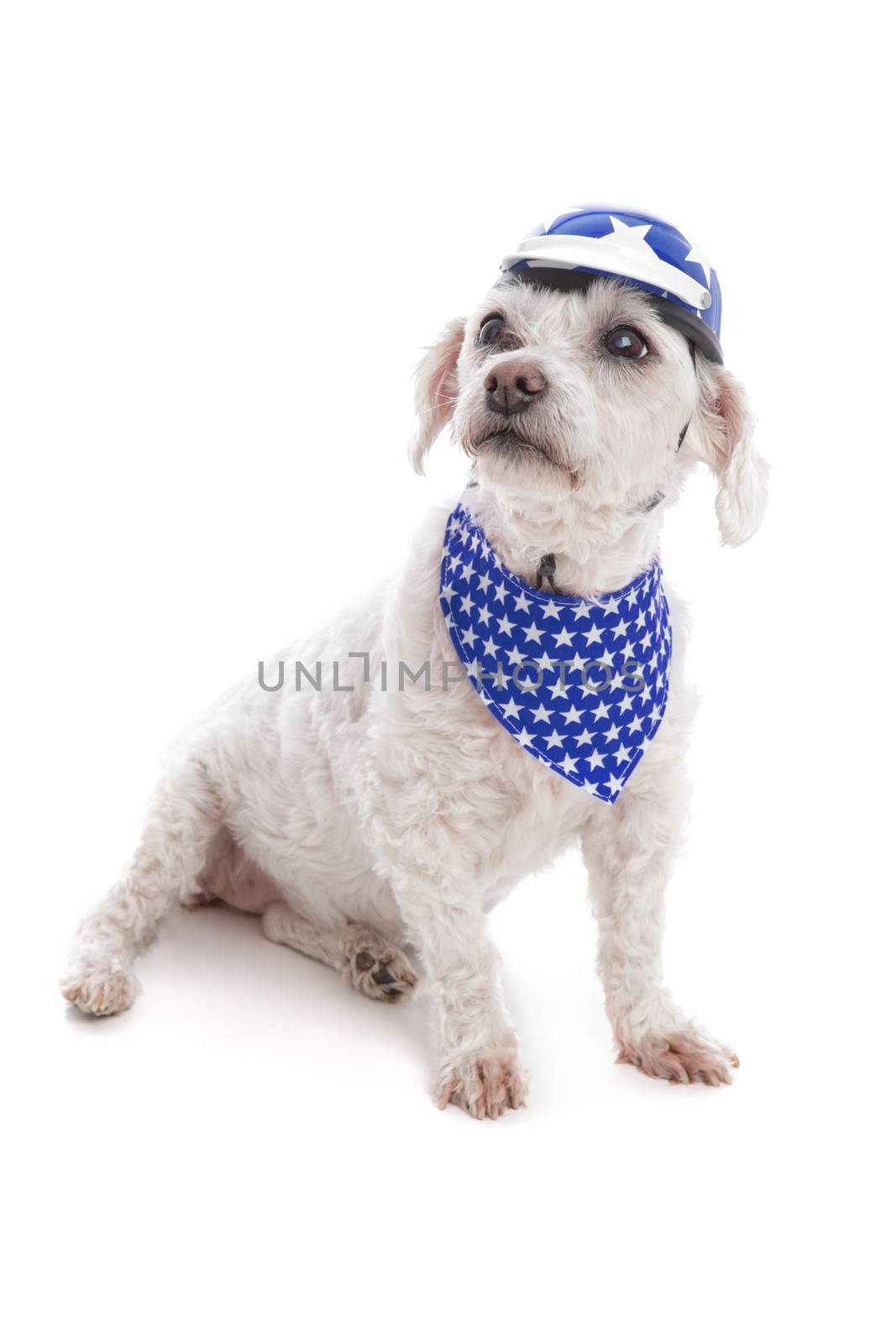 Cute small pet dog wearing a helmet and bandana, sitting against white background.