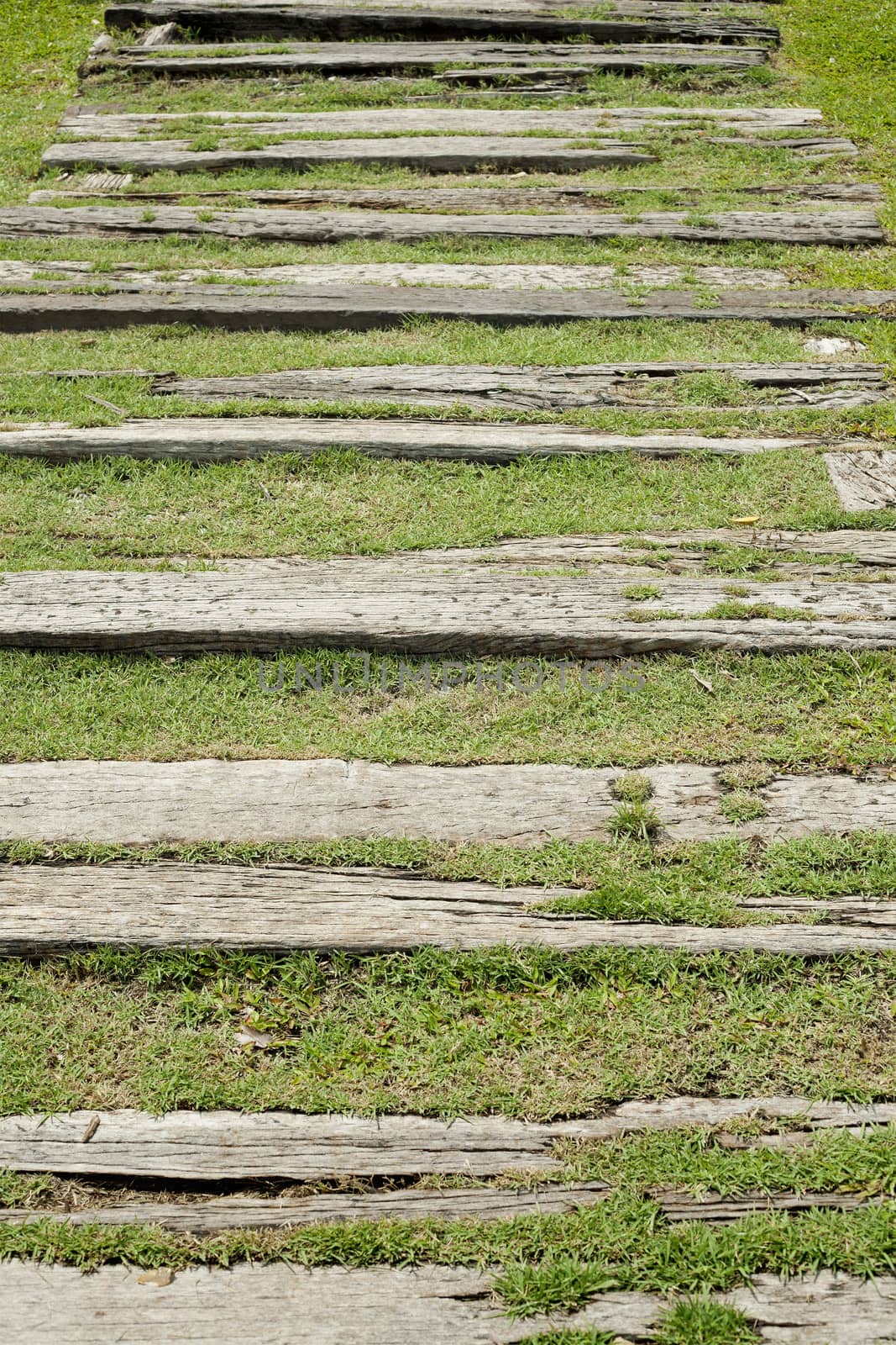 Walkway in the garden