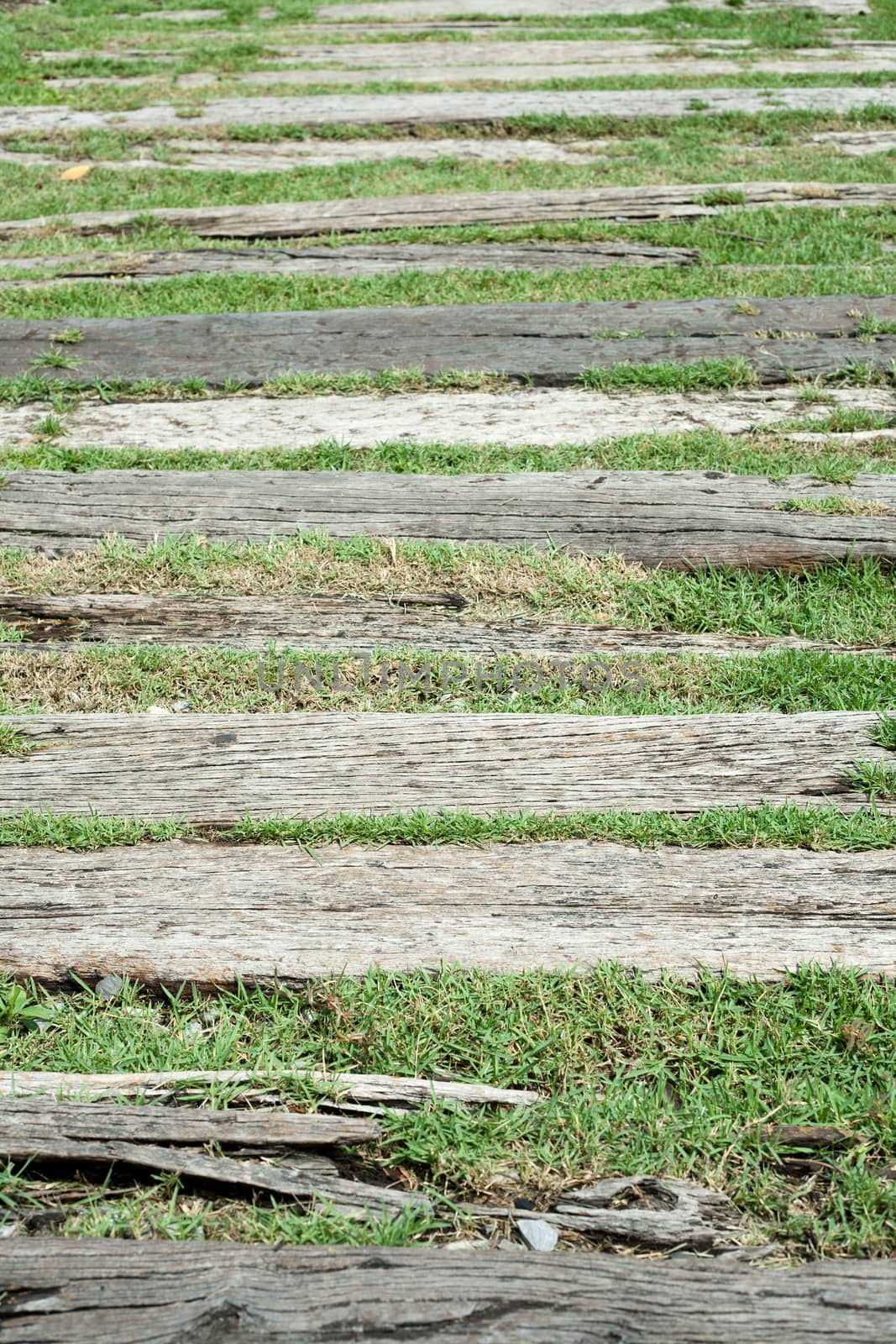 Walkway in the garden