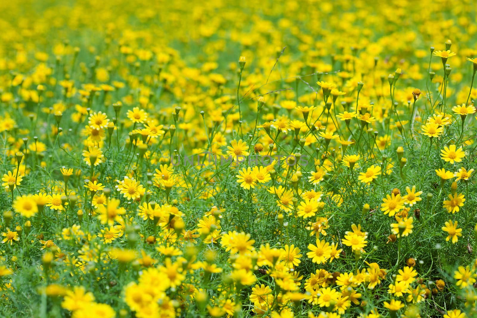 Creeping Daisy