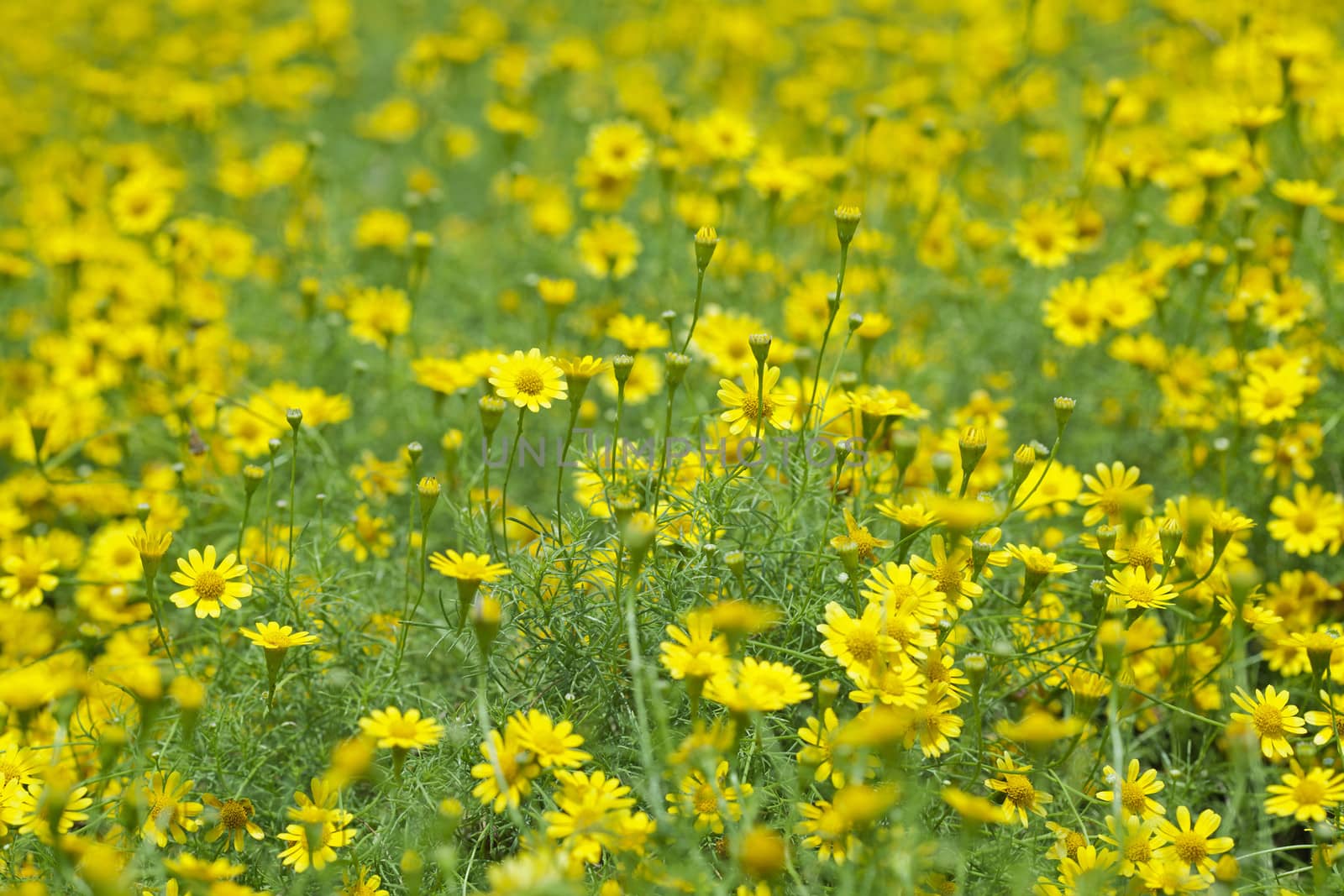 Creeping Daisy