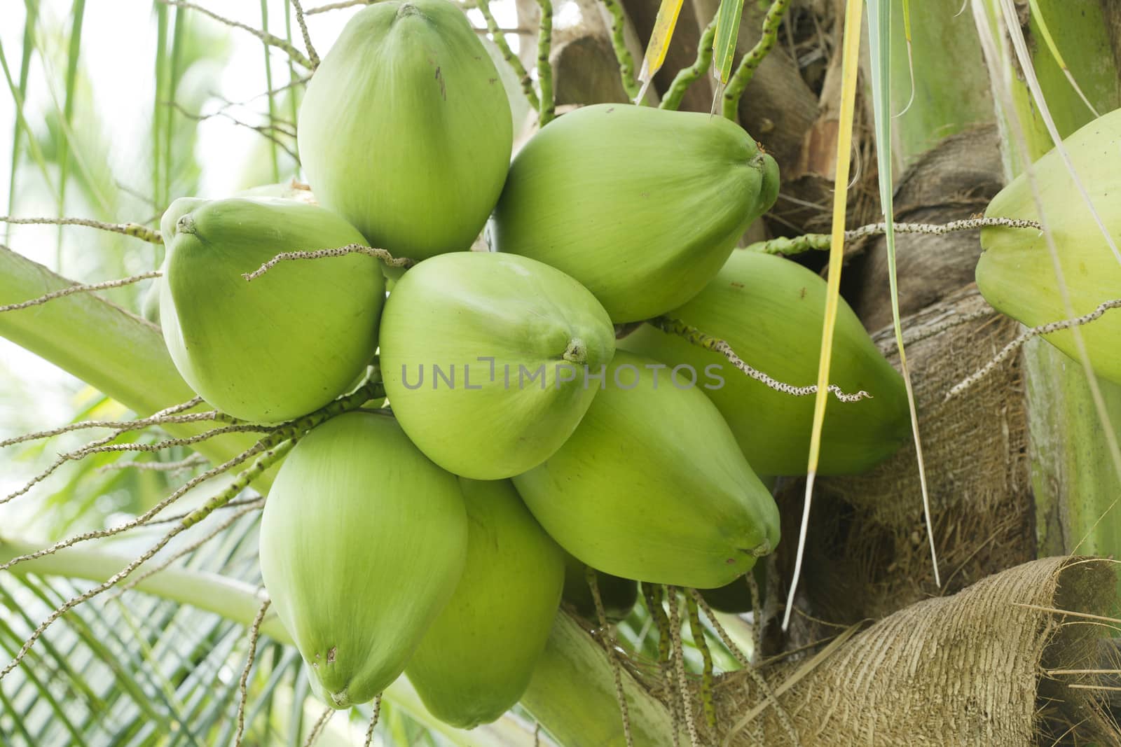 Coconut on tree