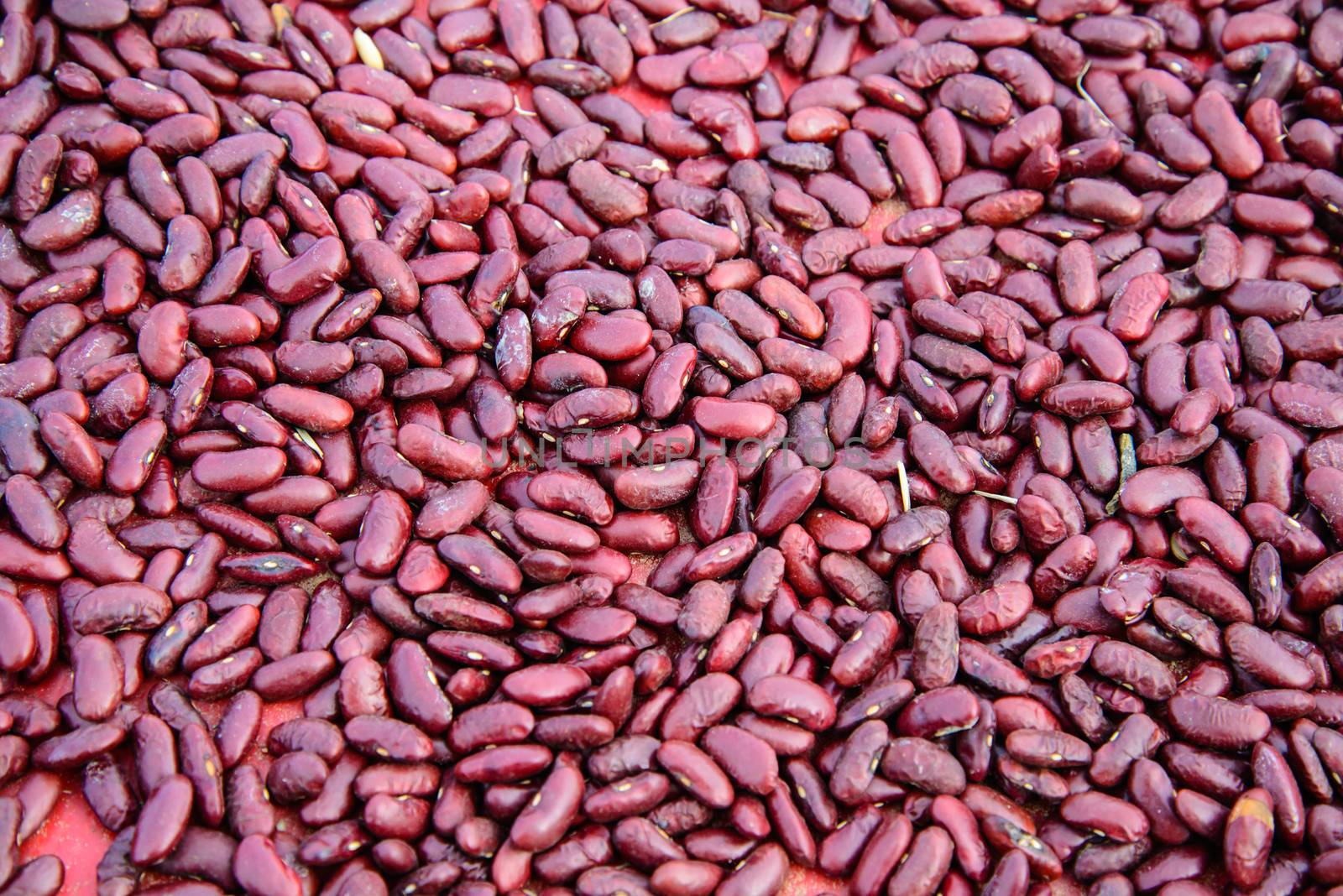 red beans in the garden in Thailand. Background