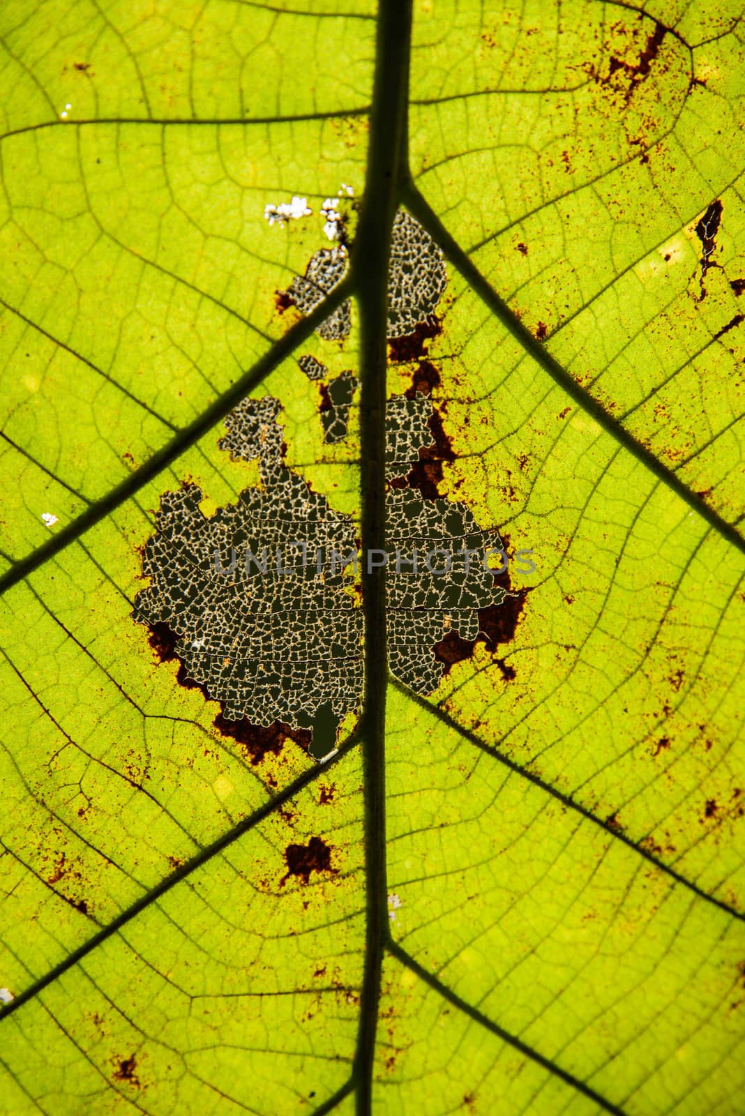 The leaf closeup image for background,framework