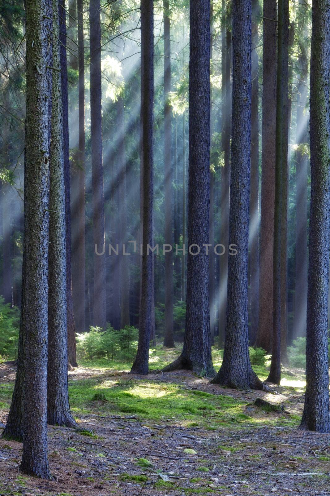 forest scene with sun rays shining through branches