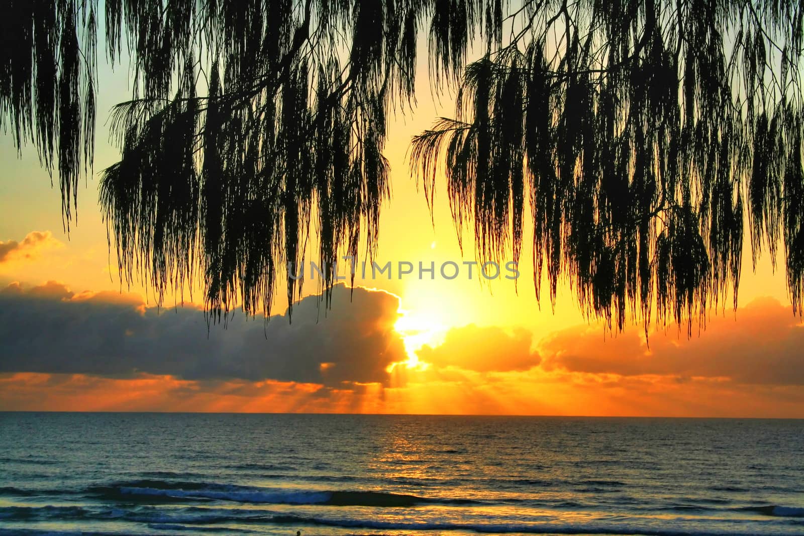 Background of early morning sun on rolling waves through casuarinas.