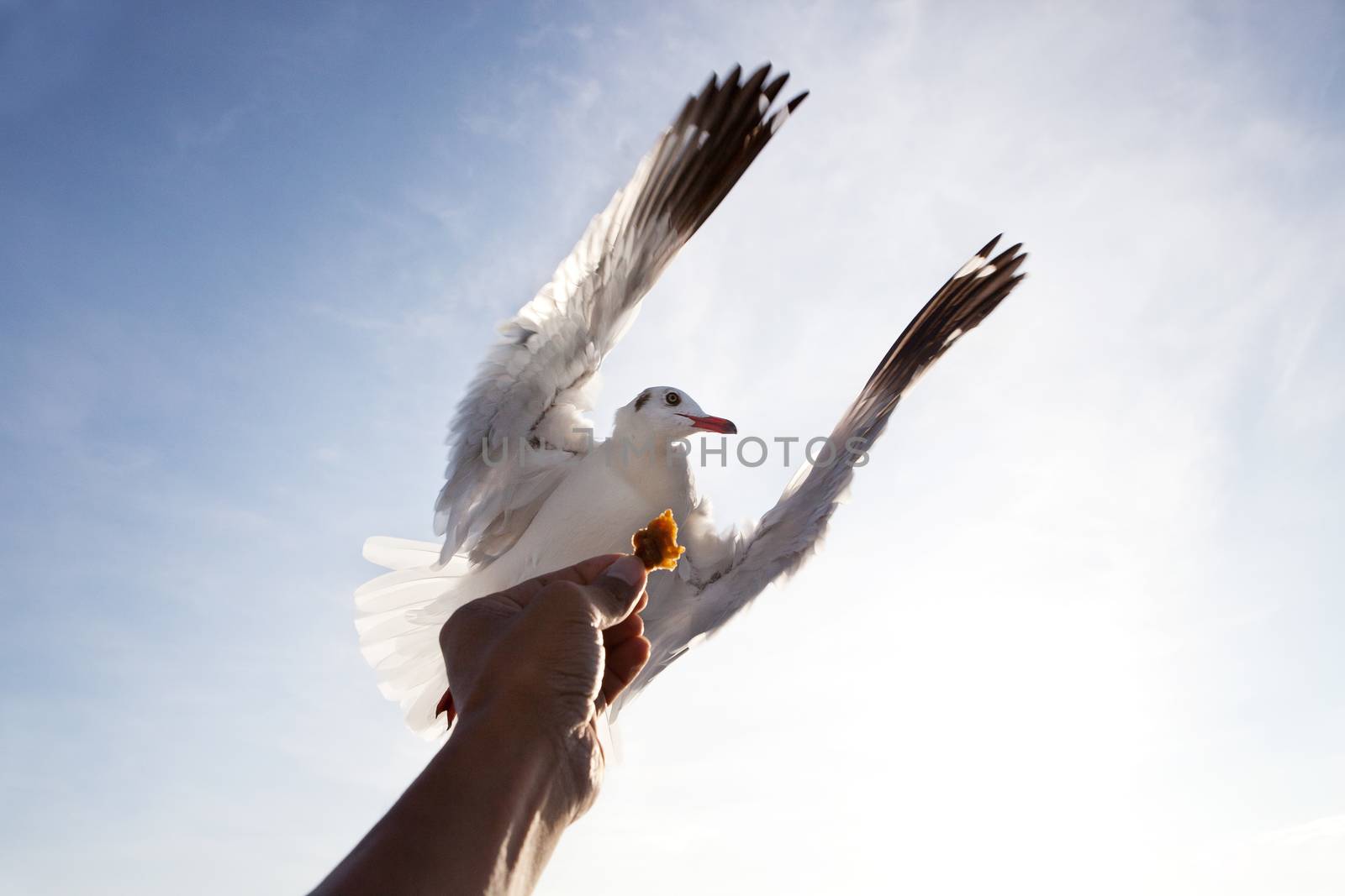 sea gull bird flying above hand feeding with blue sky white cloud background use for natural scene multipurpose