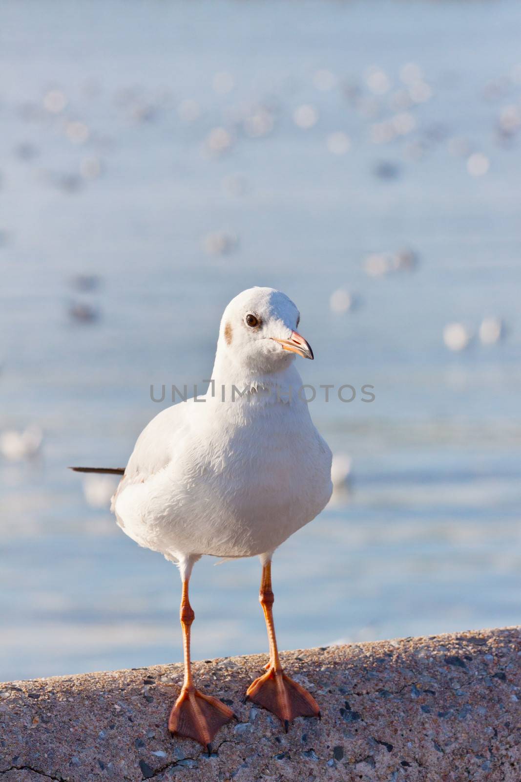 sea gull bird