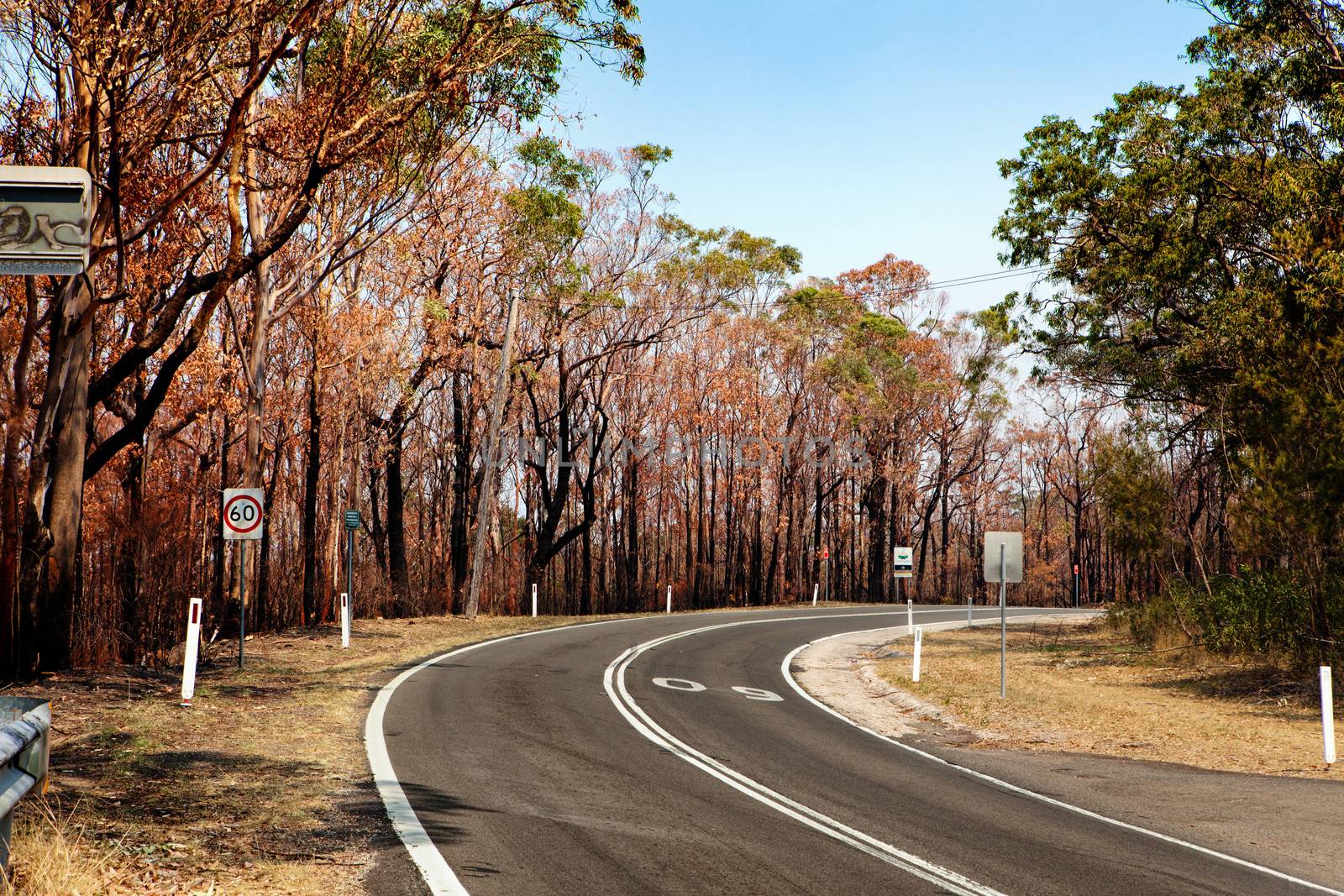 Springwood, Australia - October 20, 2013: Trees and bushland burnt during bushfire in the Blue Mountains, Australai in October 2013.