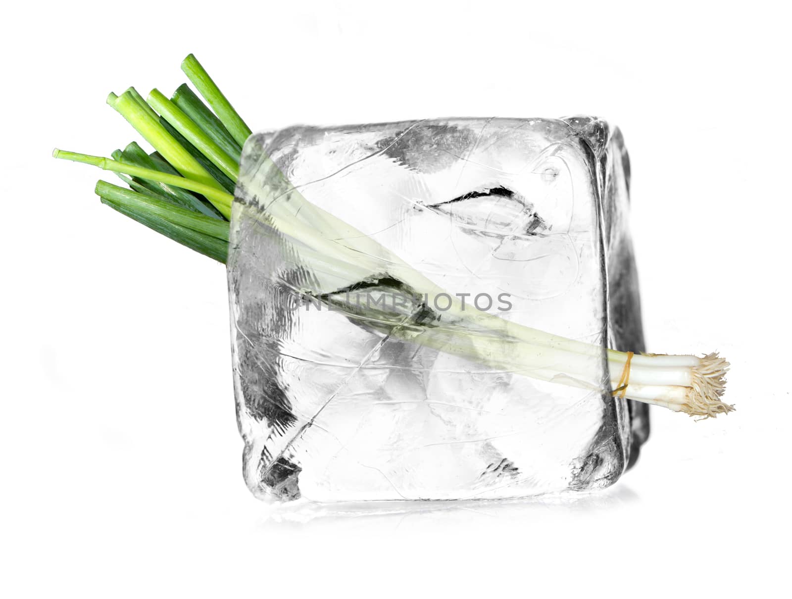 leek, allium in a ice cube isolated with white background 