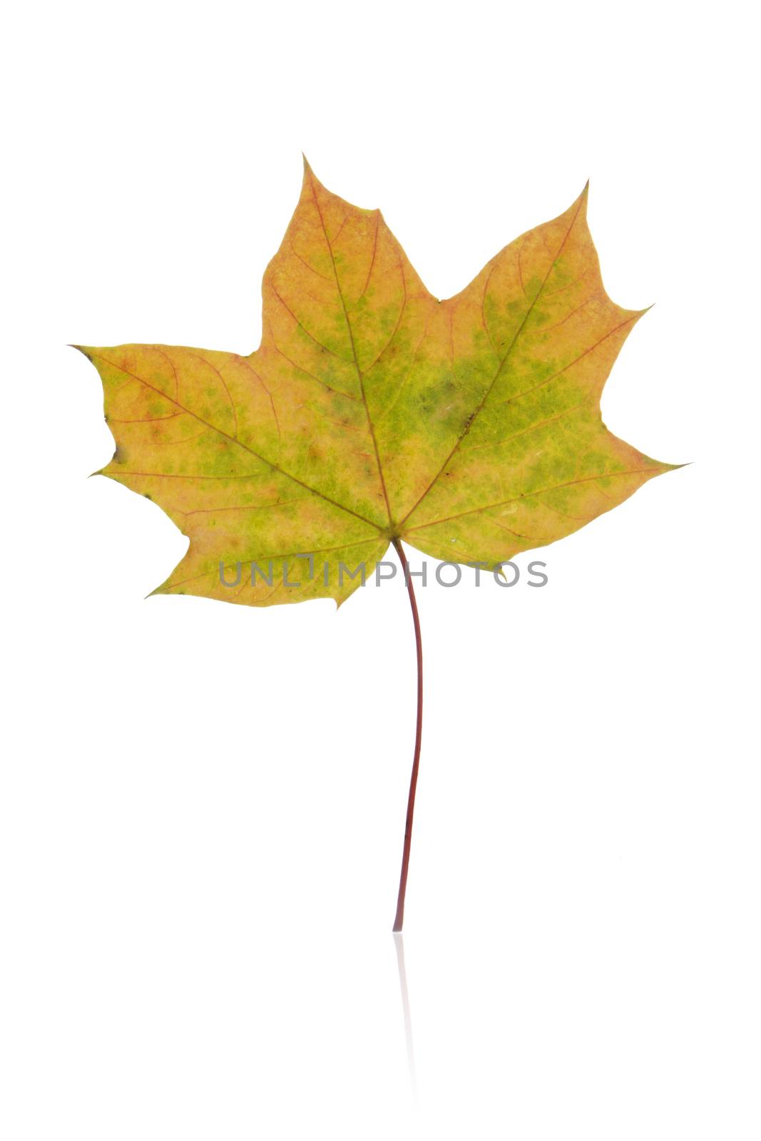 Autumn leaf isolated 