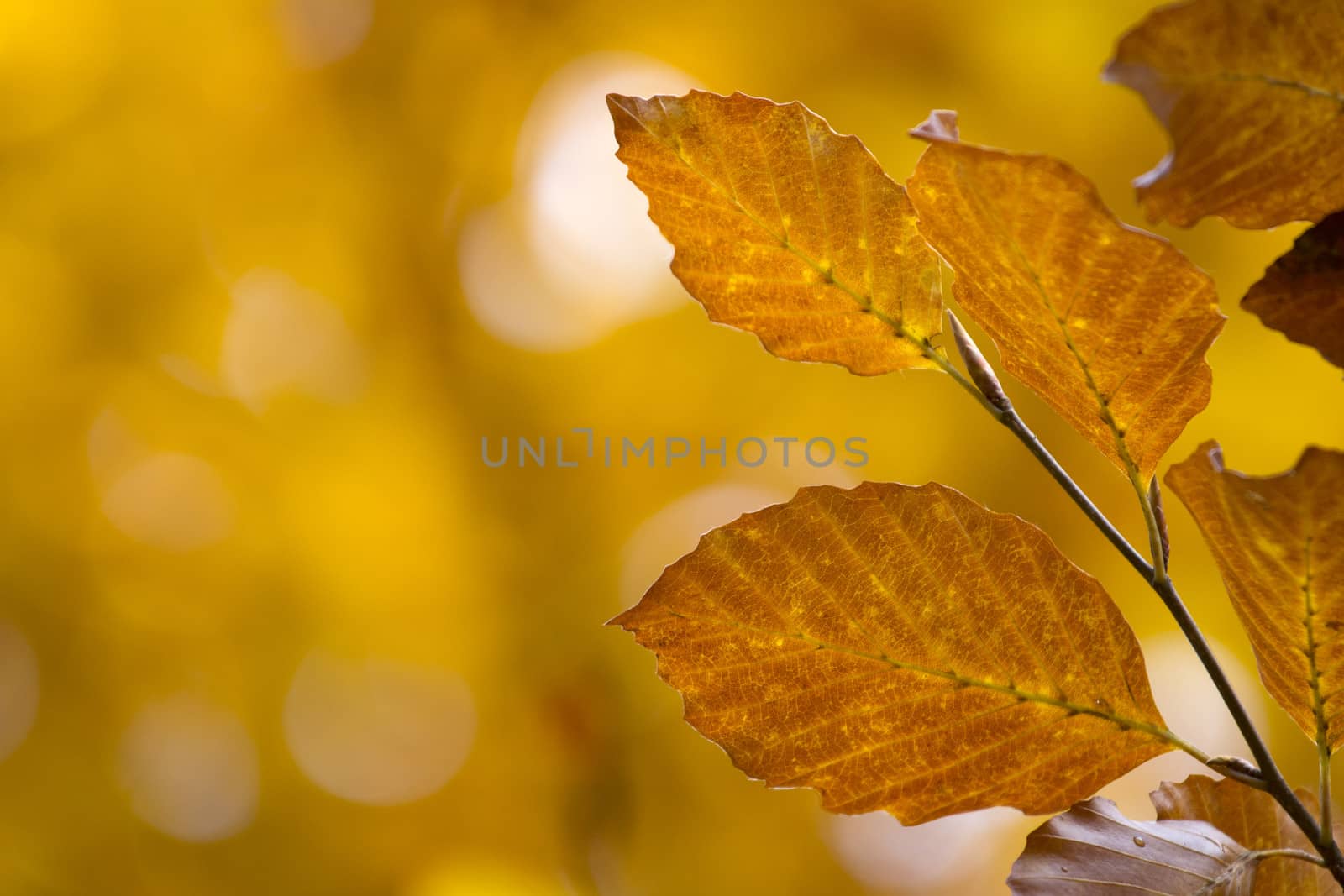 leaves, fall by Tomjac1980