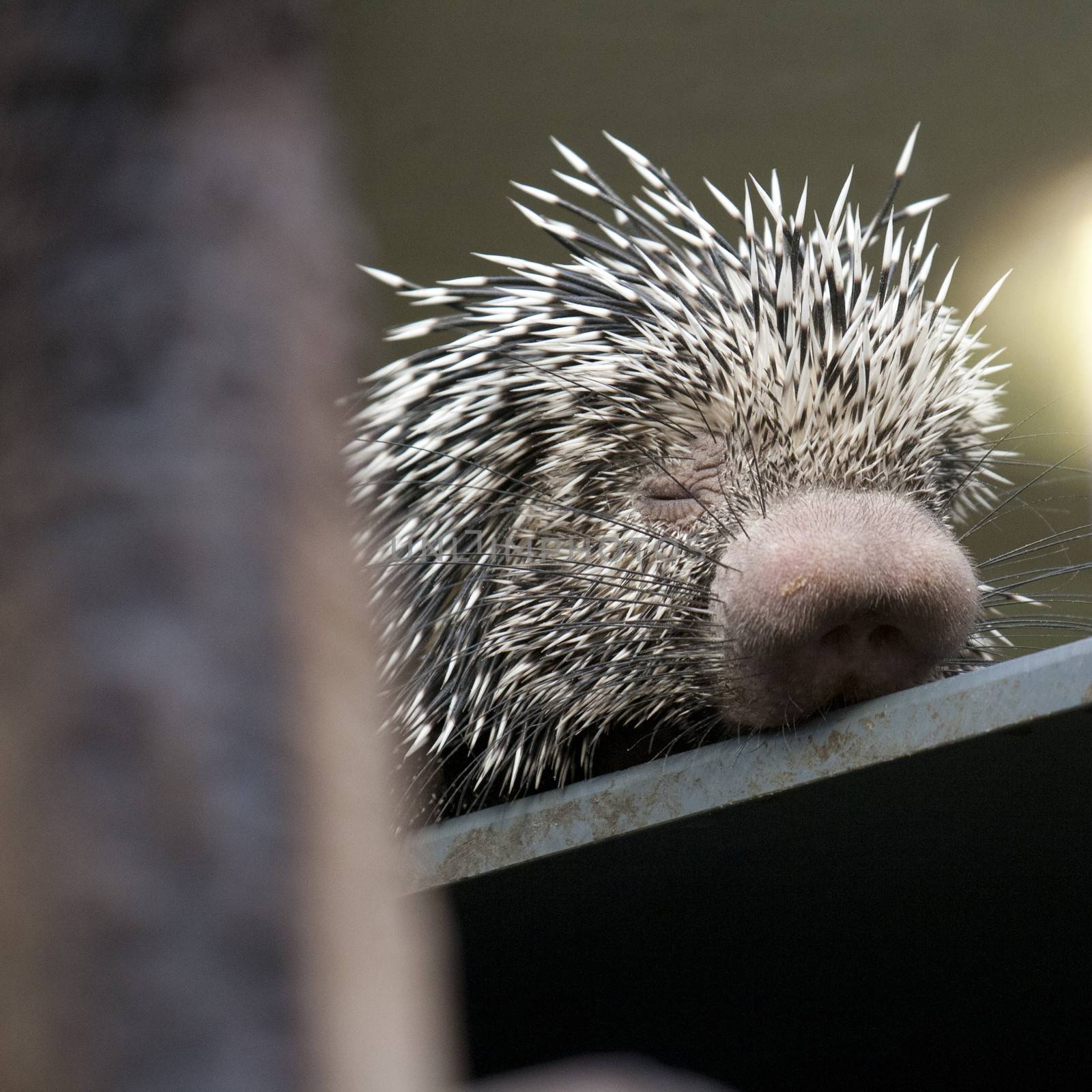 young, small porcupine, which is sleeping 