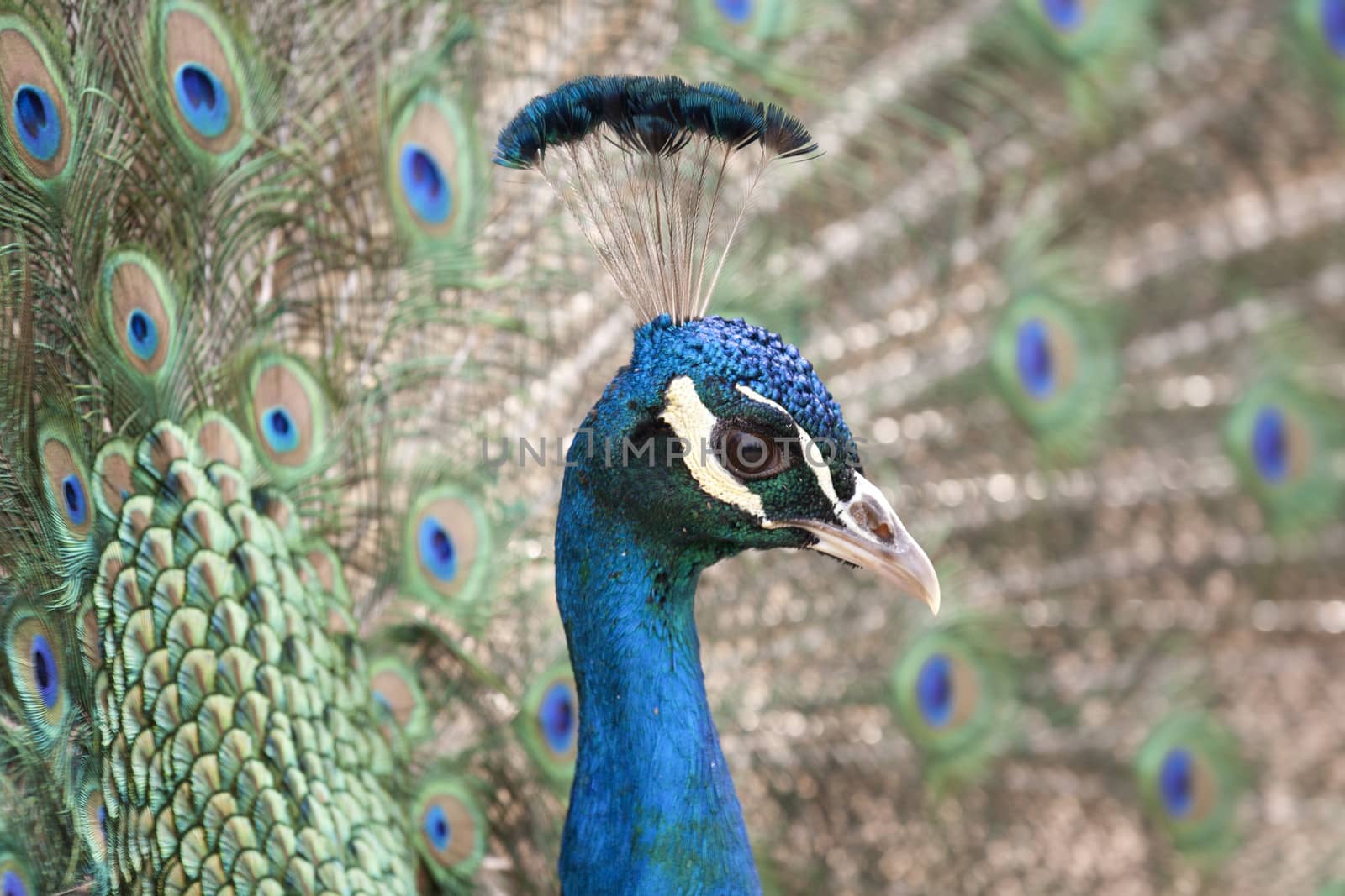 peacock, peafowl macro with head and  