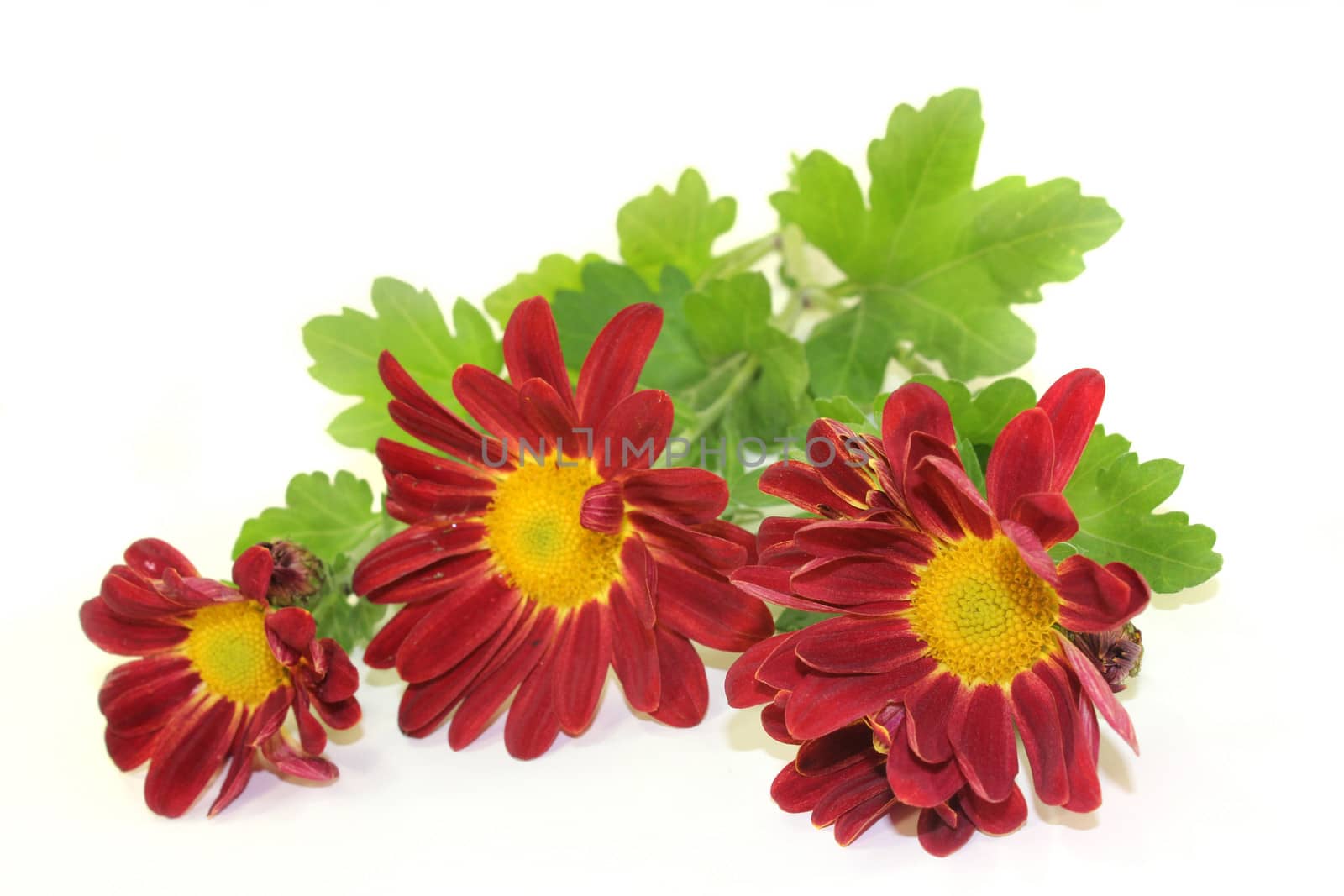 a small bouquet of chrysanthemums on a white background