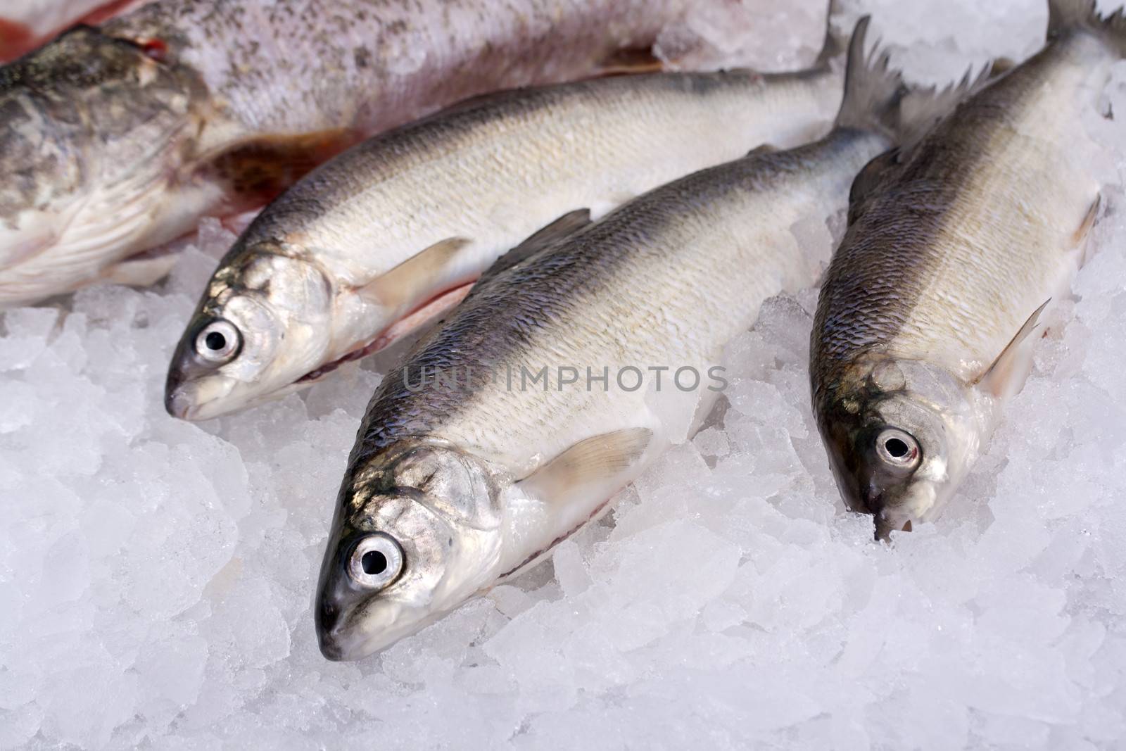 raw fish after fishing on crash ice 