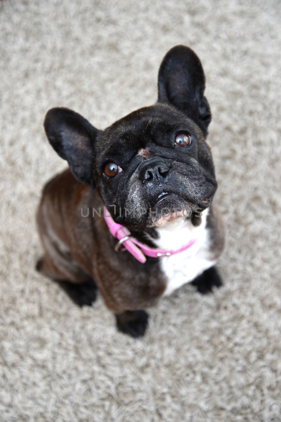 A close up shot of a french bulldog