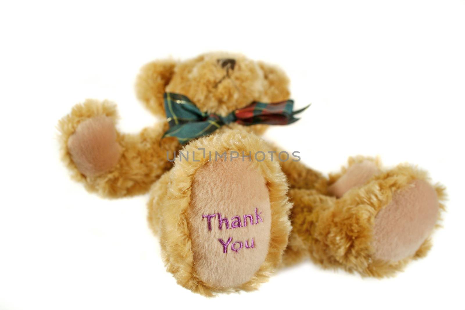 Teddy bear lying down with thank you on his paw. 