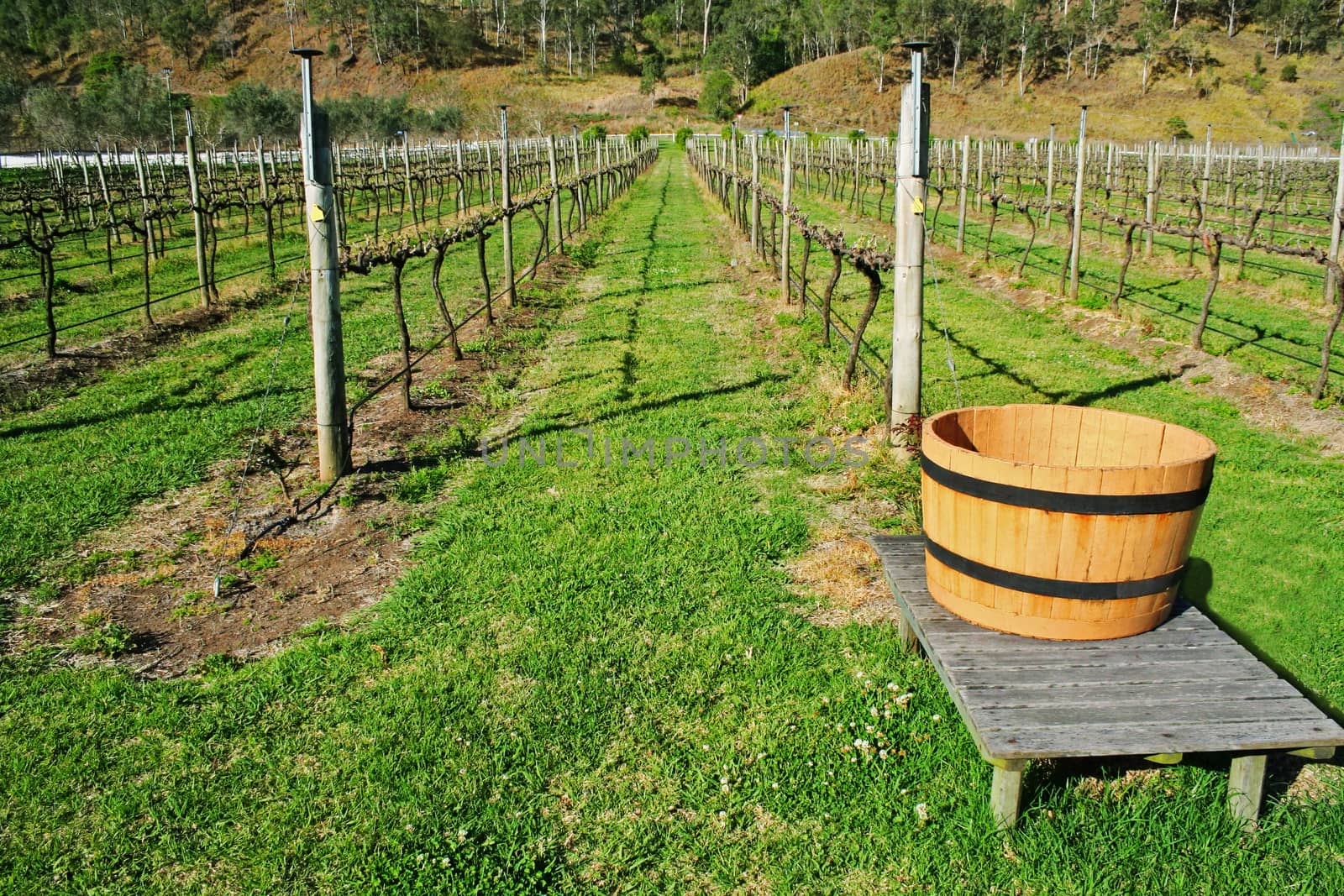 Vineyard in Australia with rows of grape vines with no foliage.