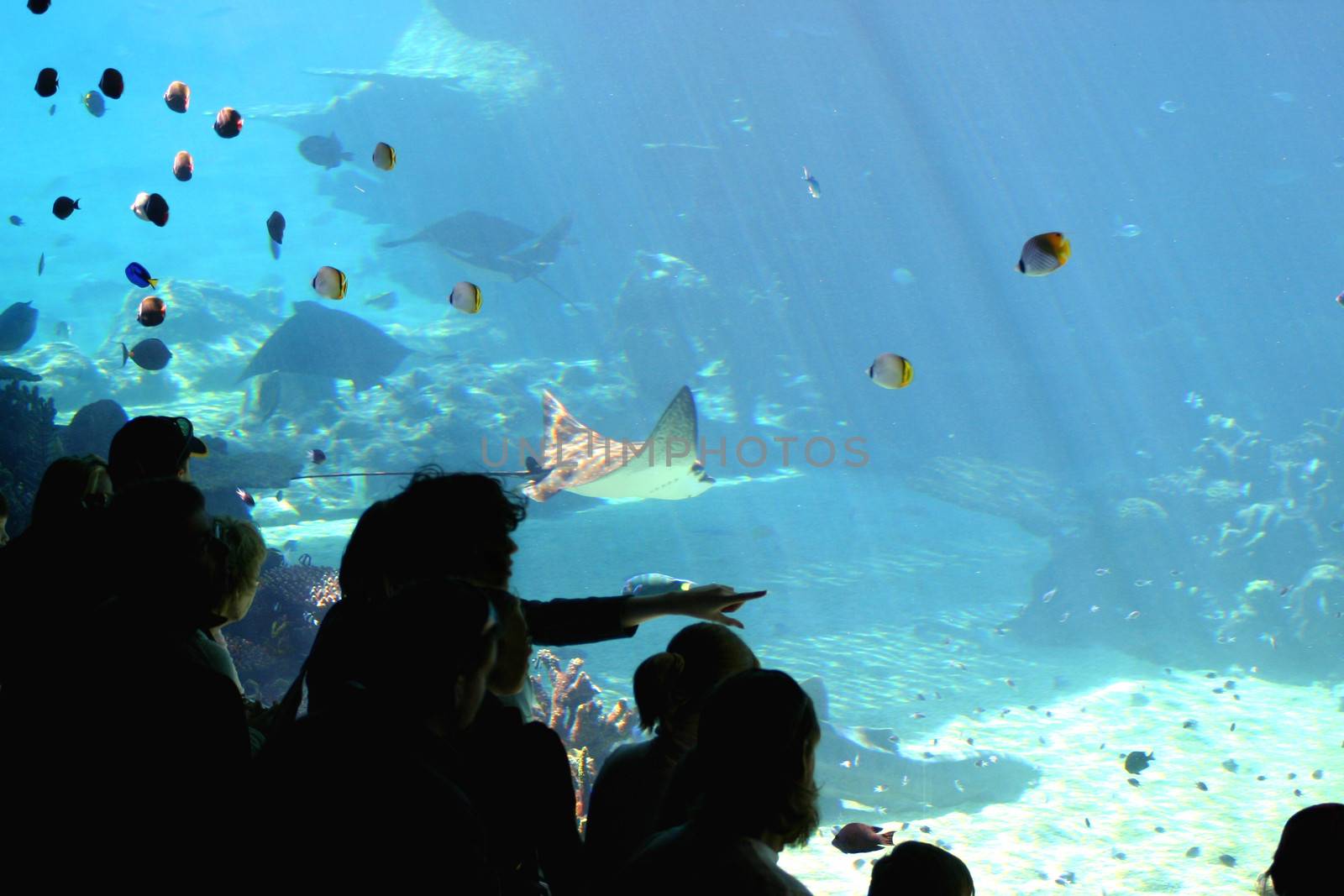 Onlookers enjoying the wonders of under the sea.