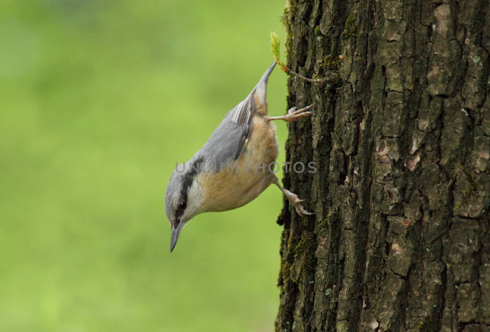 nuthatch sitting on trunk of tree