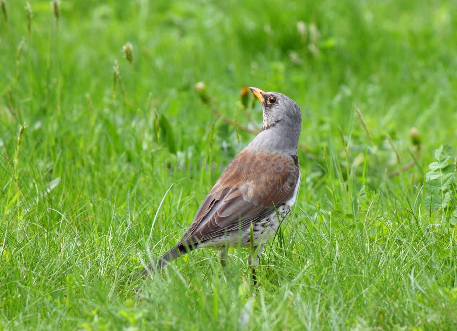 thrush sitting in green grass