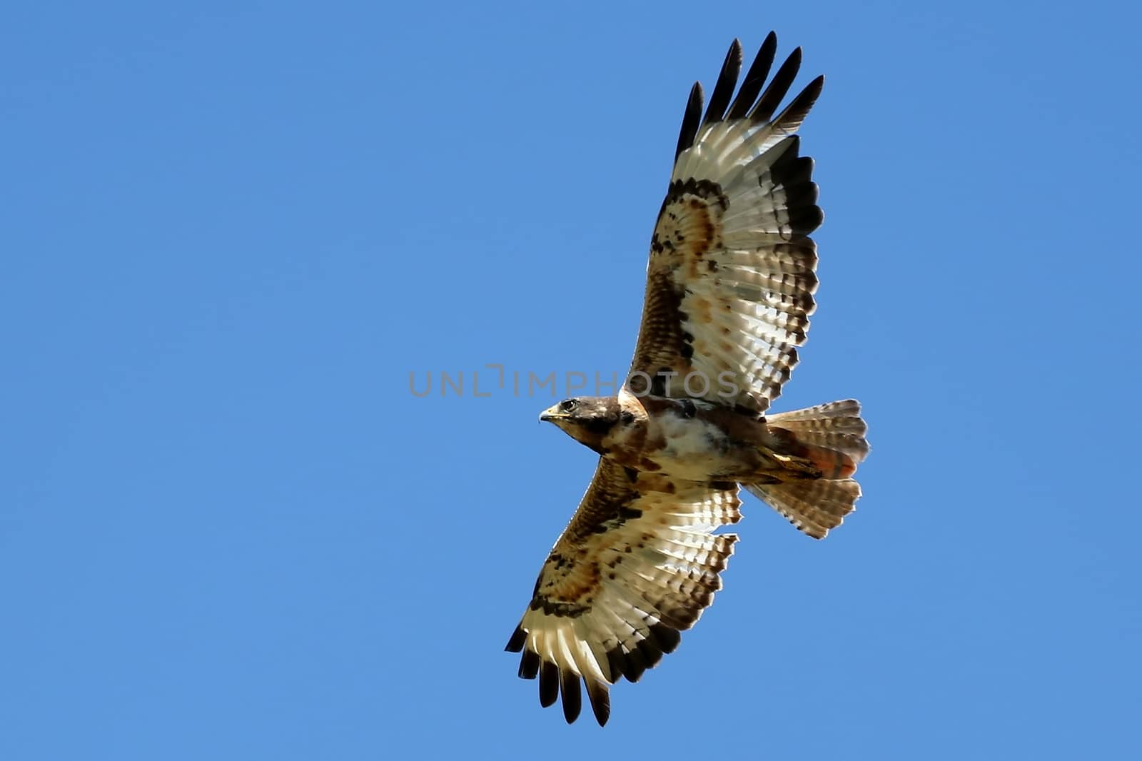 Soaring Jackal Buzzard Bird by fouroaks