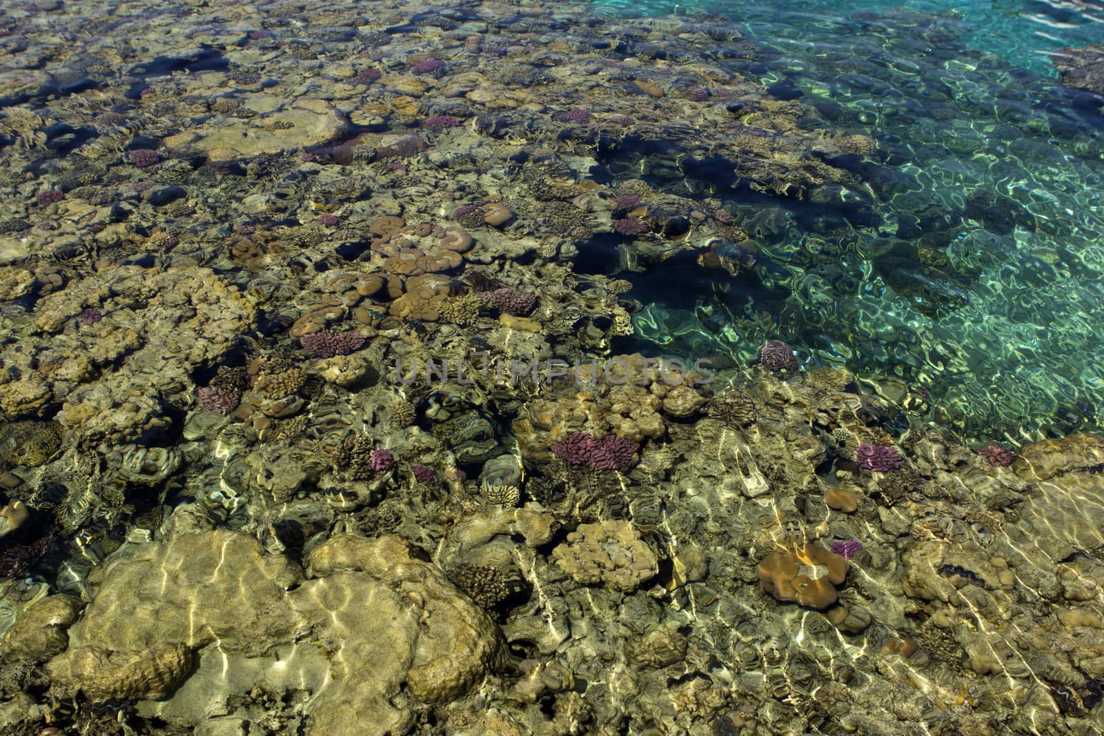 egypt coral reef in the sea with a great blaze of color