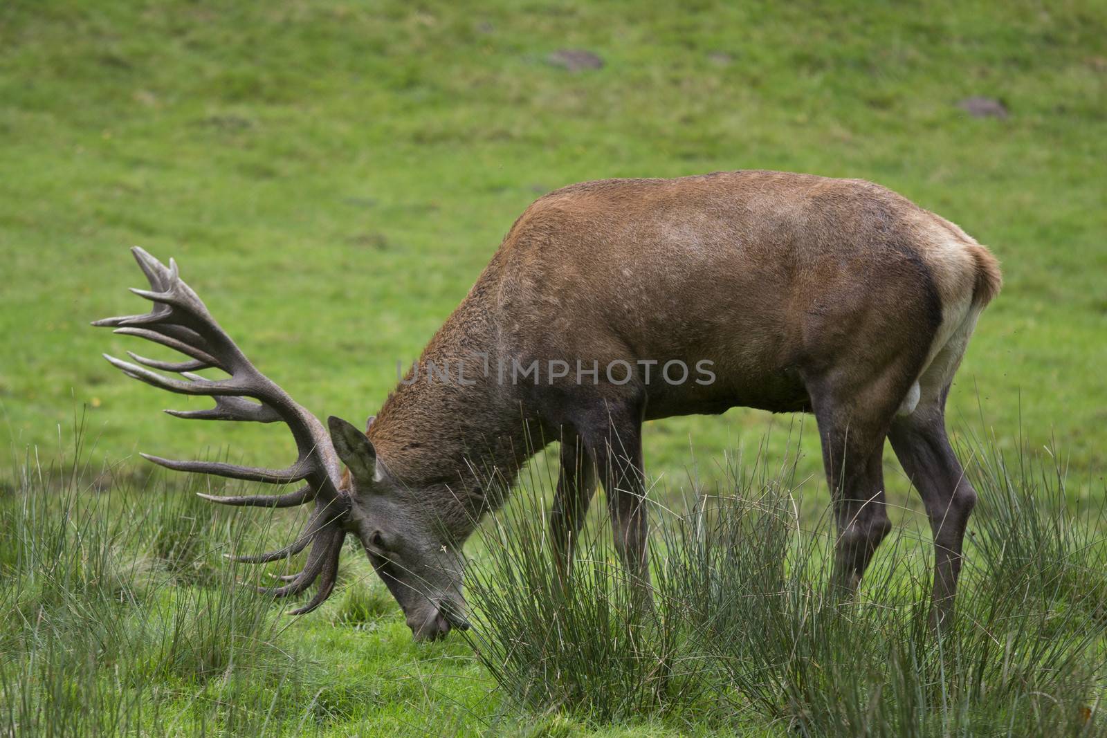 big deer from the near with antler which eats