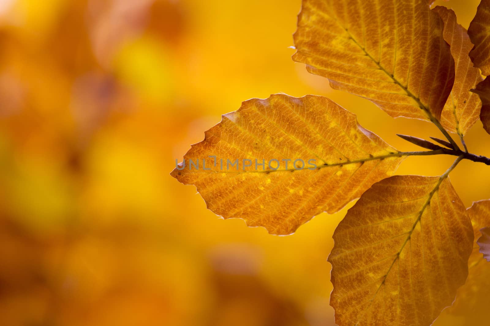 Autumn leaves with colorful background, orange, green, yellow, red