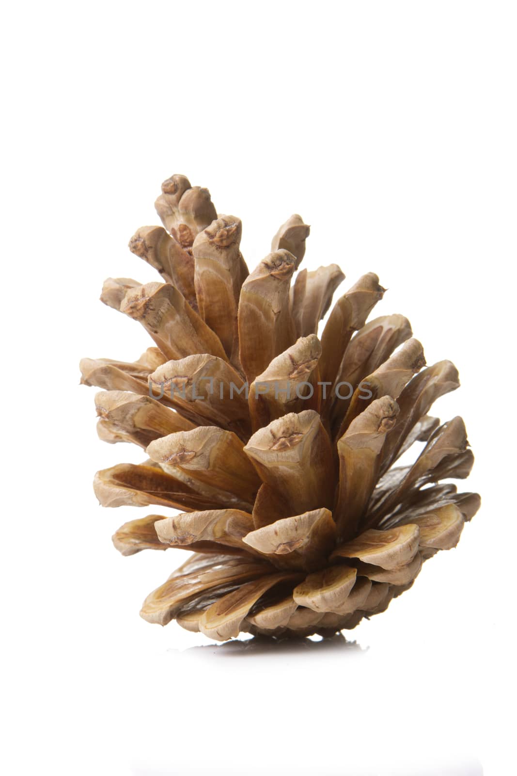 one pinecone brown isolated with white background