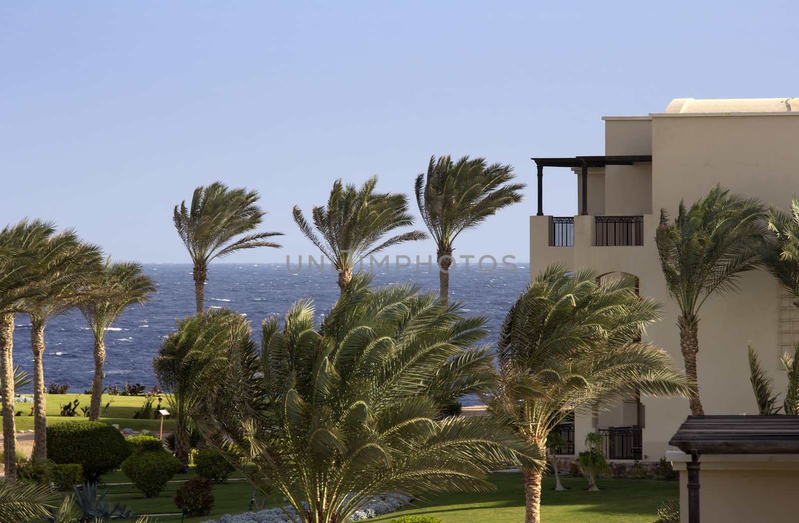 palms on sea in egypt with green space