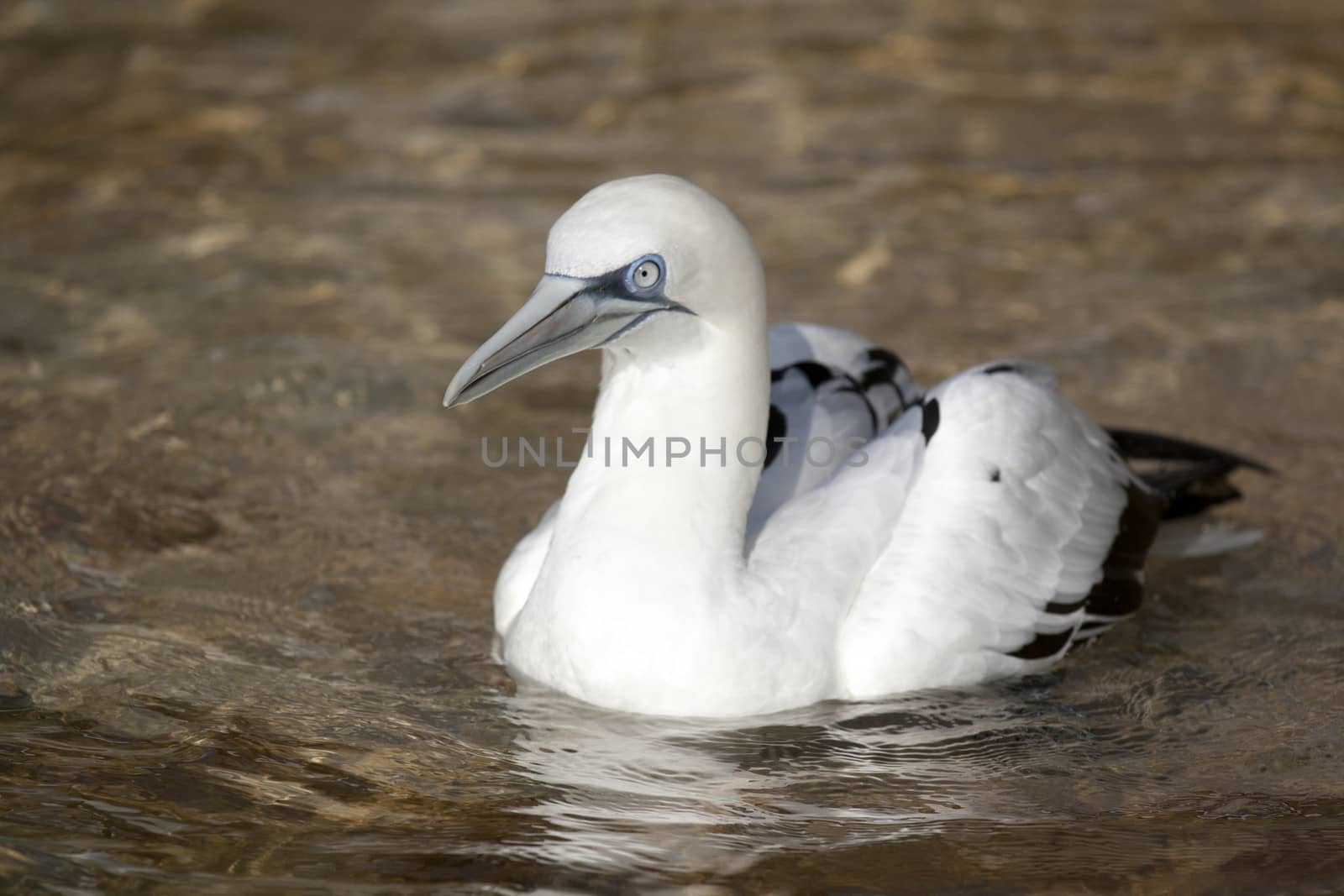 gannets alone floating on the north sea