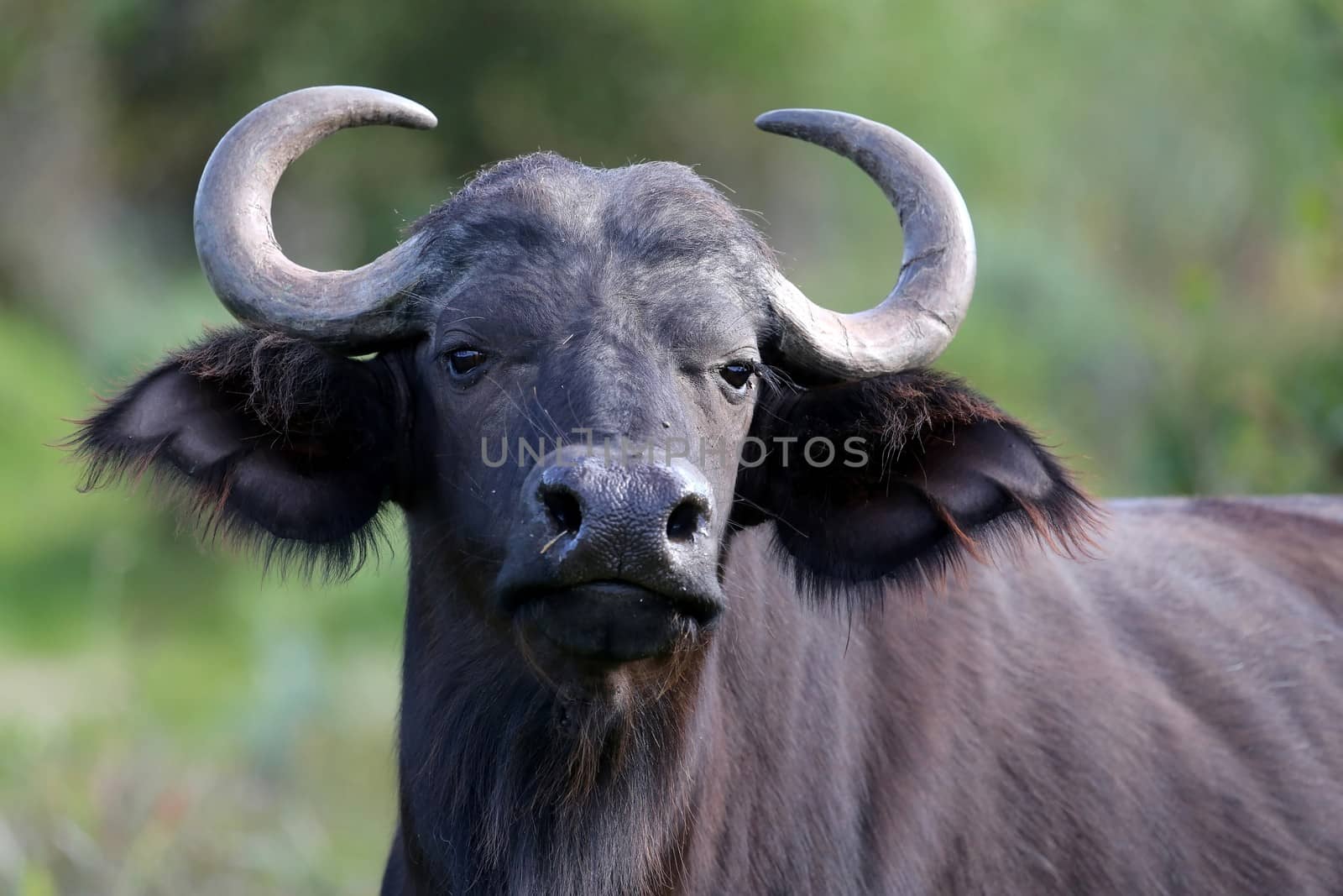 Young buffalo bull will alert look and large ears