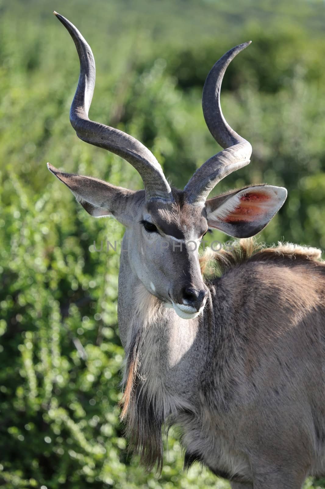 Kudu antelope with a coy look and long horns