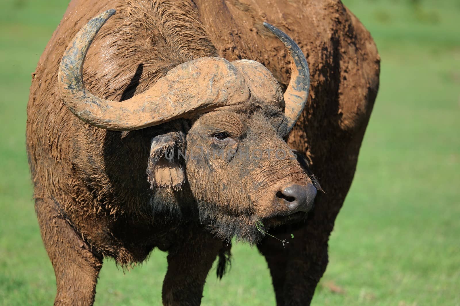 Mud Caked Cape Buffalo by fouroaks