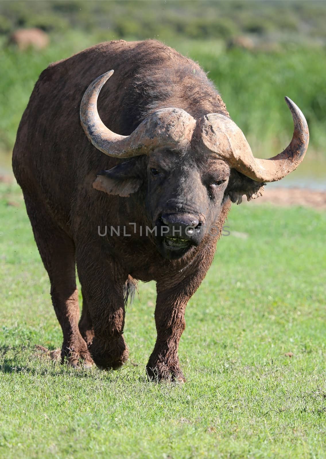 Huge angry and annoyed Cape buffalo bull 