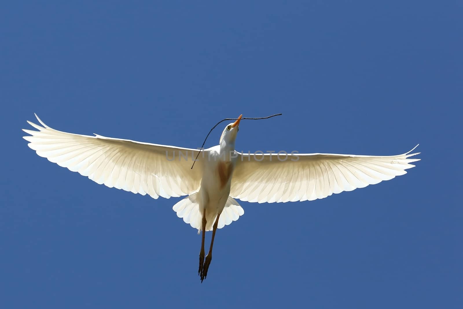 Egret Flying with Twig in Beak by fouroaks