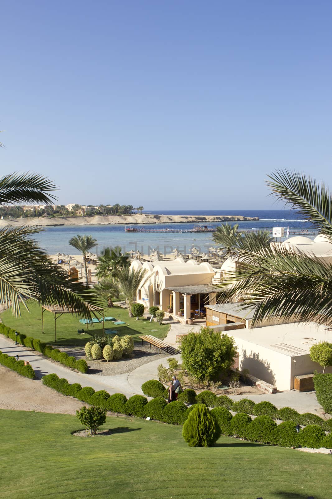 palms on sea in egypt with green space