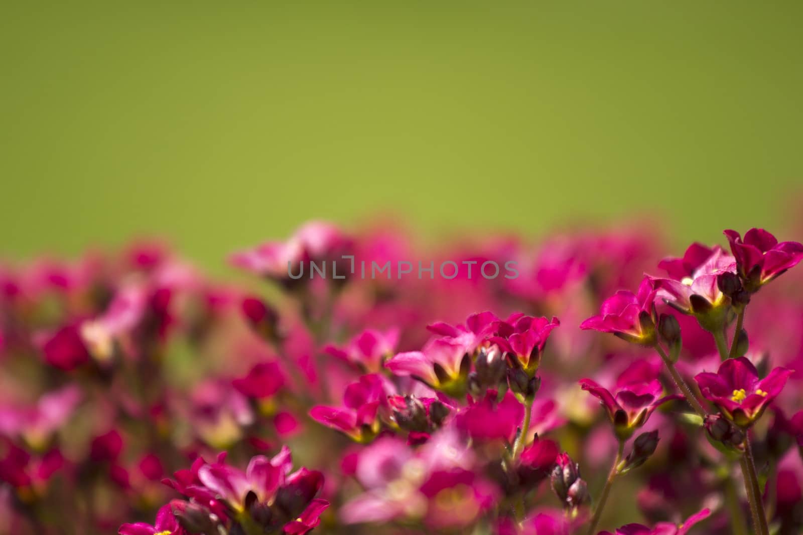 meadow with flowers red, pink with green background